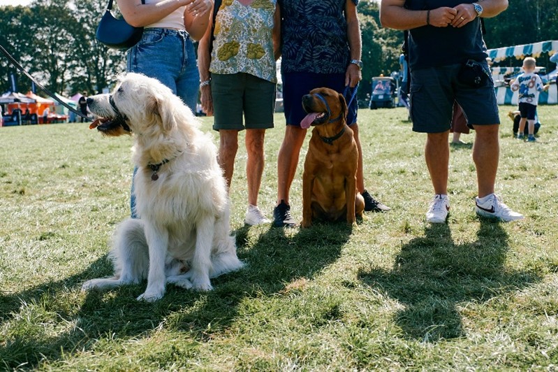 Companion Dog Show